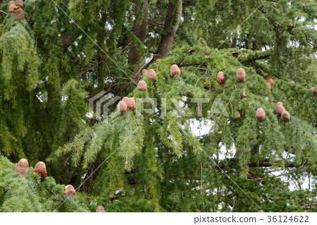Himalayan cedar fruit 36124622