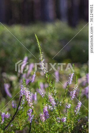 heather in the woods 36124681