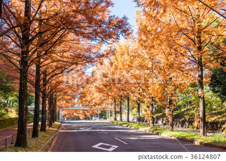 Metasequoia's tree-lined avenue Metasequoia's tree-lined avenue 36124807