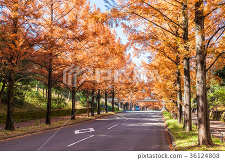 Metasequoia's tree-lined avenue Metasequoia's tree-lined avenue 36124808