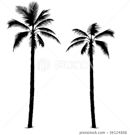 Palm Tree Silhouettes 36124888