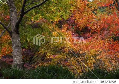Autumn leaves of Bokoji Temple Autumn leaves of Bokoji Temple 36124896