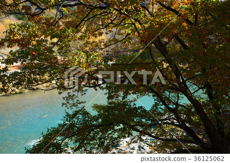 Autumn leaves of Nagasu gold stone water channel bridge 36125062