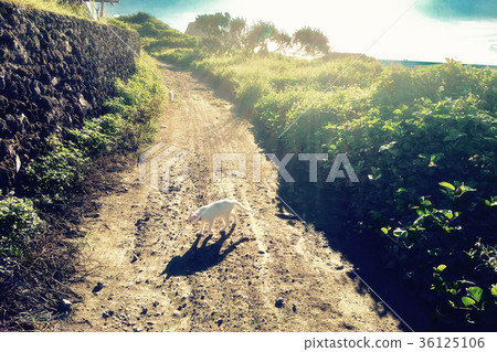 尋找生命的貓 36125106