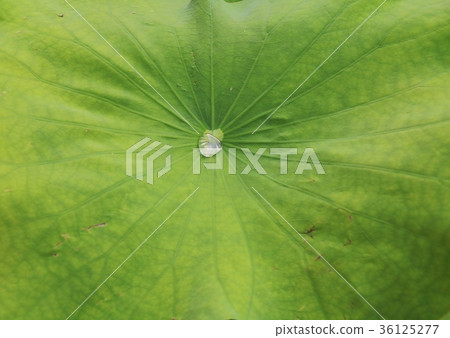 Drop of Water dew on Lotus Leaf in the morning. Drop of Water dew on Lotus Leaf in the morning. 36125277