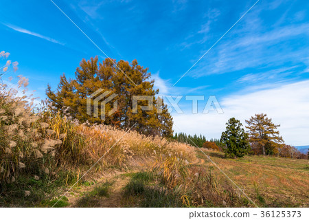 Blue sky and larch Blue sky and larch 36125373