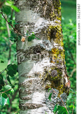 birch bark with moss 36125987