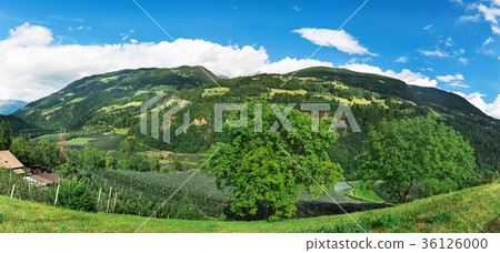 Panorama of the Italian Alps 36126000