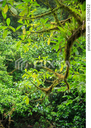 Mossy branch in rainforest 36126012