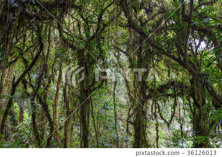Mossy branch in rainforest Mossy branch in rainforest 36126013