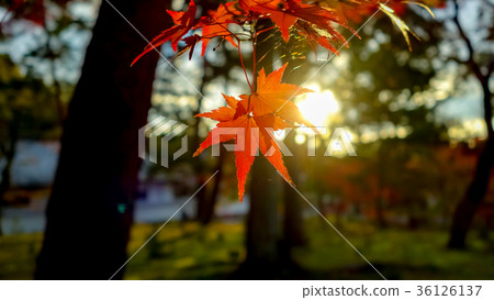 Autumn leaves 36126137