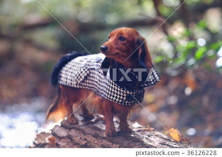 Dax Kaninhen small dog 36126228