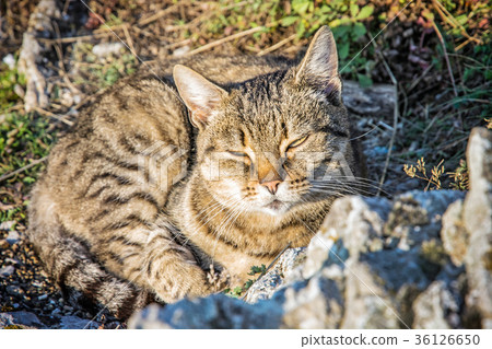 Domestic cat in nature Domestic cat in nature 36126650