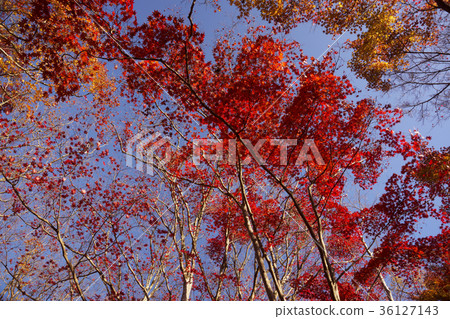 Autumn leaves scenery Kyoto 36127143