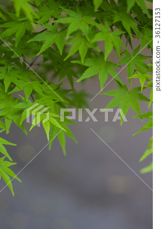 新鮮的綠楓 36127153