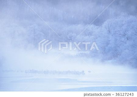 Tancho在日出前的棲息地（北海道） 36127243