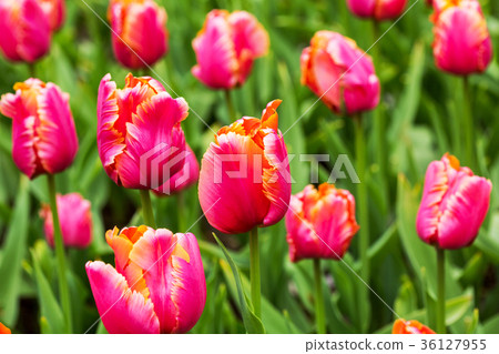 Pink tulip in the field 36127955