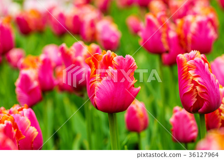 Pink tulip in the field Pink tulip in the field 36127964