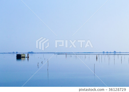 Shellfish farming from Po river lagoon, Italy Shellfish farming from Po river lagoon, Italy 36128729