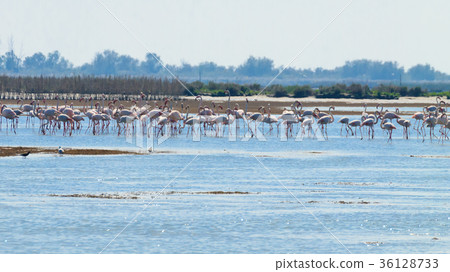 Flock of pink flamingos.Po river lagoon Flock of pink flamingos.Po river lagoon 36128733