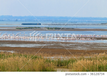 Flock of pink flamingos.Po river lagoon 36128734