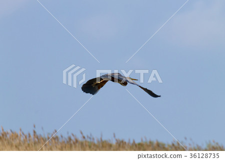 Purple heron close up.Po river lagoon Purple heron close up.Po river lagoon 36128735