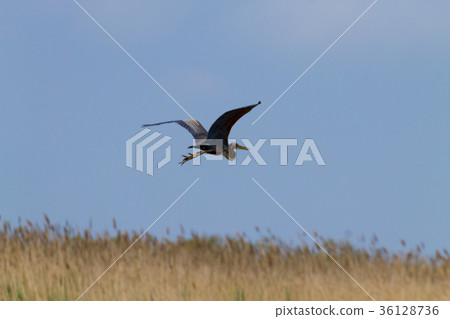 Purple heron close up.Po river lagoon Purple heron close up.Po river lagoon 36128736