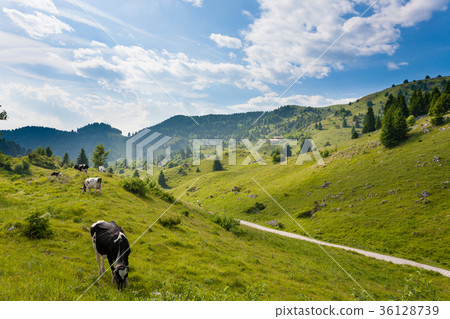 Herd of cows from Italian alps Herd of cows from Italian alps 36128739