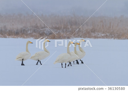 Whooper Swan (Cygnus cygnus) in winter Whooper Swan (Cygnus cygnus) in winter 36130580