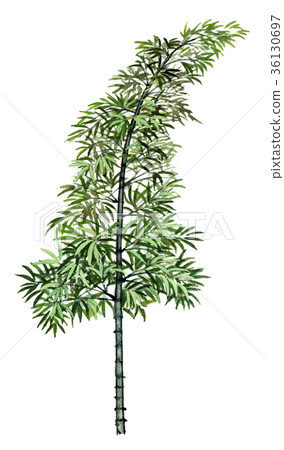Sketch of Mosouchiku, precision botanical illustration of Moso bamboo, bamboo illustration Sketch of Mosouchiku, precision botanical illustration of Moso bamboo, bamboo illustration 36130697