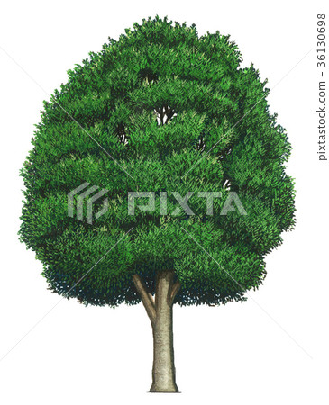 A precise plant drawing of persimmon persimmon 36130698