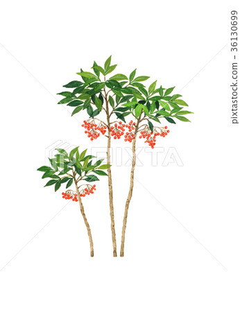 Manryo的例證 Manryo的例證 36130699