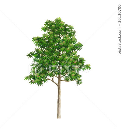 姬樹(一種吉祥樹)的素描圖-一幅精細的植物圖。姬樹象徵家族的延續,是一種吉祥之樹。 姬樹(一種吉祥樹)的素描圖-一幅精細的植物圖。姬樹象徵家族的延續,是一種吉祥之樹。 36130700