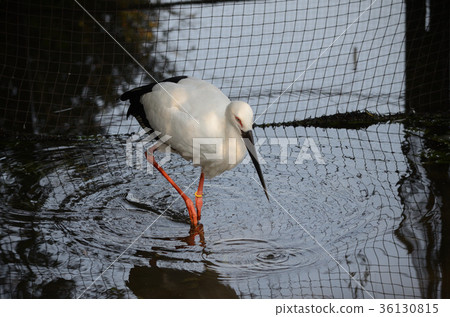 Japanese stork, Japanese chopsticks Japanese stork, Japanese chopsticks 36130815