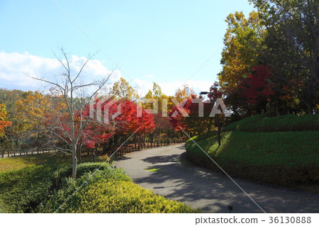 秋天公園槭樹秋葉 36130888