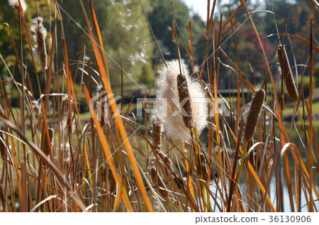 Fly spores, Gama, salmon Fly spores, Gama, salmon 36130906