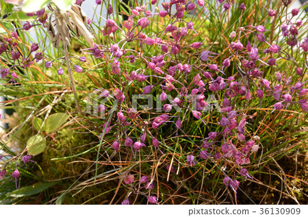 Chishimarakkyo and Kuril reindeer flower Chishimarakkyo and Kuril reindeer flower 36130909
