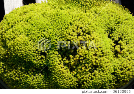 Moss, sand moss 36130995