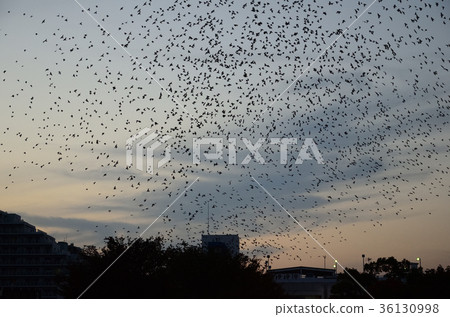 A flock of starlings and birds that gather in the street trees in the evening 36130998