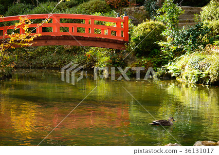 Kurayoshi市秋天的Tsubuki公園 36131017