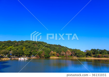 Autumn leaves of Unzen Suwa pond 36131031