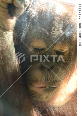 Borneo Orangutan Children Borneo Orangutan Children 36131153