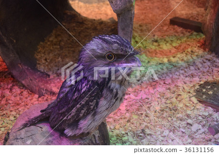 Australia Gamaguchi Yotaka, Australia, Yakuchi evening 36131156