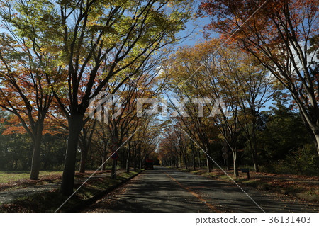 University of Tsukuba Autumn leaves 36131403