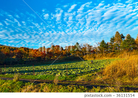 Late autumn Asama-san 36131554