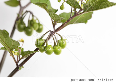 Dogwood Dogwood 36131556