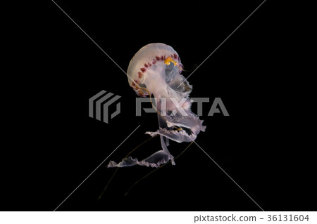jellyfish isolated  black background  illuminated  36131604