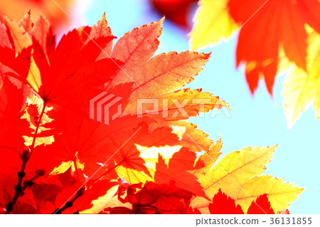 Autumn leaves shine in light 36131855