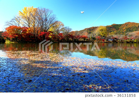 Fall scenery 36131858