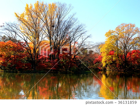 Autumn leaves of Akami spring pond 36131859